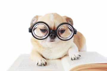 Dog wear nerd glasses.