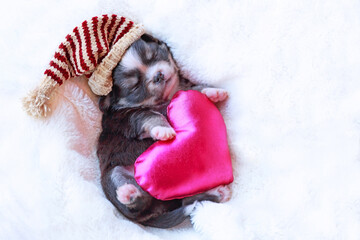 Newborn dog sleep with heart.