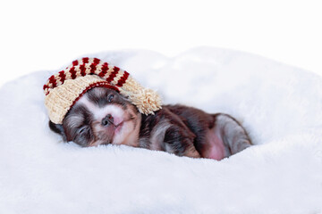 Newborn dog wear wool hat is sleeping.