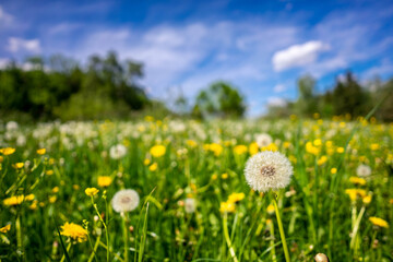 Pusteblume / Blumenwiese