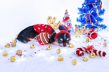 Dog with Santa Claus theme.