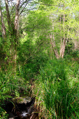 Naklejka premium River in the Costa verde forest. Corsica mountain
