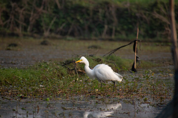 The great egret, also known as the common egret or great white heron is a large, widely distributed egret, with four subspecies found in Asia, Africa.