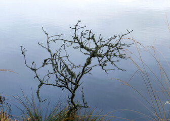 lake shore, swampy forest background, bog pines and birches, land covered with swamp typical plants, swamp