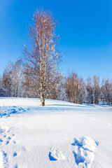 Winter in the aspen grove