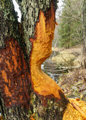beaver bitten trees on the lake shore, bitten tree trunks, winter day without snow, gray day