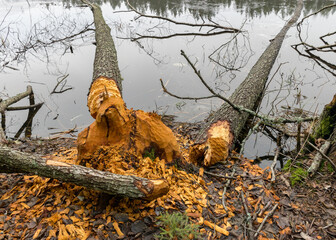 beaver bitten trees on the lake shore, winter day without snow, trees fell on the lake, gray day © ANDA