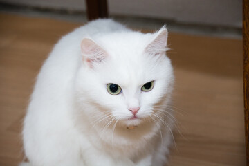 Fototapeta na wymiar Beautiful mongrel white young cat at home