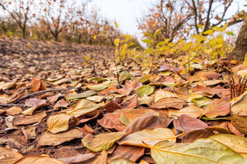 Dry leaves of persimmon trees in autumn garden lying on the ground