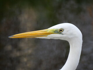  White Egret close up