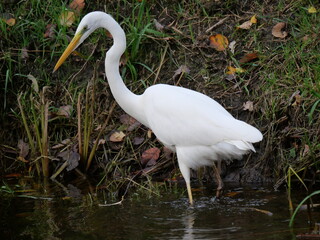 Fototapeta premium White Egret