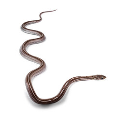 Top view of juvenile Charcoal tessera striped Cornsnake aka Elaphe guttatus or Pantherophis guttatus. Isolated on white background.