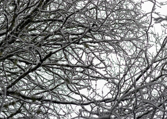 abstract tree branch patterns, snow-covered tree branches, beautiful winter texture, suitable for wallpaper