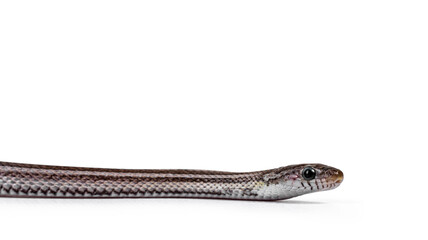 Head shot of juvenile Charcoal tessera striped Cornsnake aka Elaphe guttatus or Pantherophis guttatus. Isolated on white background.