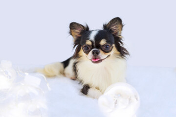 Chihuahua dog and Christmas light.