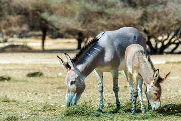 Somali wild donkey (Equus africanus) in nature reserve of the Middle East. This species is extremely rare both in nature and in captivity.