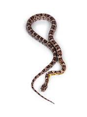Top view of young ghost colored Cornsnake aka Elaphe guttatus or Pantherophis guttatus, isolated on white background.