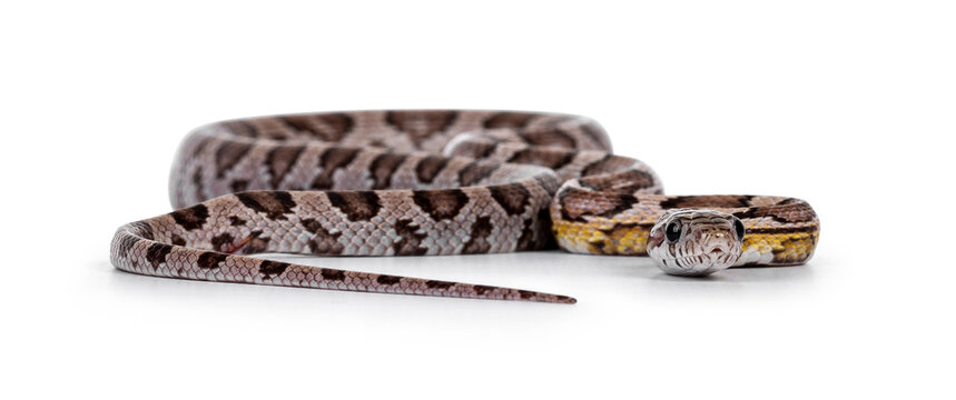 Eye level front view of young ghost colored Cornsnake aka Elaphe guttatus or Pantherophis guttatus, isolated on white background.