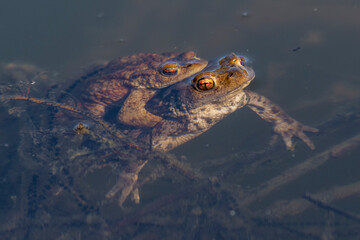 Erdkröte (Bufo bufo) Paarungsverhalten
