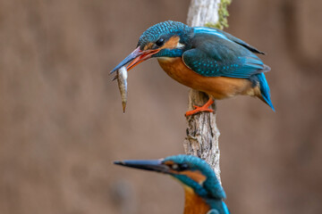 Eisvogel (Alcedo atthis) Weibchen