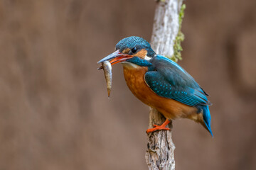 Eisvogel (Alcedo atthis) Weibchen