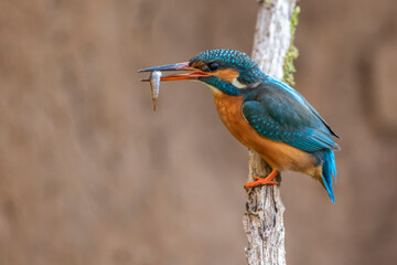 Eisvogel (Alcedo atthis) Weibchen