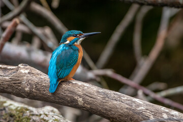 Eisvogel (Alcedo atthis) Männchen