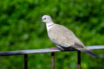 Tortora su rimghiera