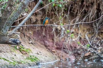 Eisvogel (Alcedo atthis) Männchen