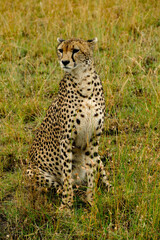 Gepard in der Serengeti