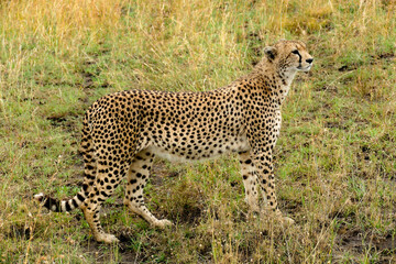 Gepard auf der Jagd 