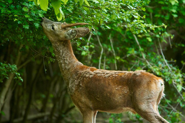 Roe buck by the forest
