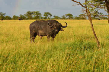 Obraz premium Wasserbüffel in der Serengeti 