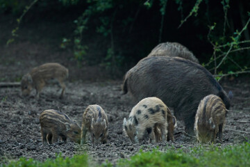 Wild hogs in the forest