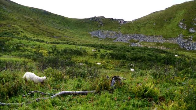 Flock of sheep grazing in the high green grass on a meadow near hiking path to M&aring;tinden peak in the north of And&oslash;ya island, Vester&aring;len, Norway on cloudy day in late summer.
