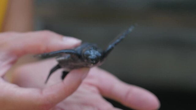 tourist holds tiny turtle in hands visiting farm for caring injured sea creatures extreme close view. Concept volunteer ecology restoration