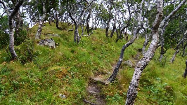 Hike through a light forest of twisted trees with lush green colored vegetation and dirty hiking trail near Bleik in the north of And&oslash;ya island, Vester&aring;len, Norway on cloudy day in late summer.