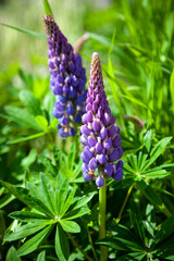 Blooming lupine flowers. A field of lupines. Violet and pink lupin in meadow. Colorful bunch of lupines summer flower background or greeting card.