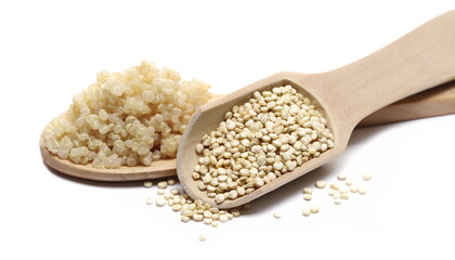 Rehydrated and regular dry white quinoa seed piles in wooden spoons isolated on white background