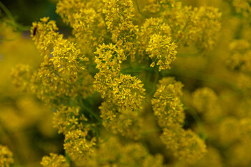 The flowers are yellow. Background from yellow plants. Natural texture. Yellow leafy background. Nature. Summer postcard.