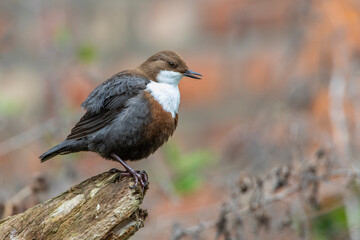 Wasseramsel (Cinclus cinclus)