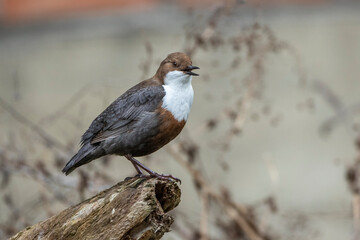 Wasseramsel (Cinclus cinclus)