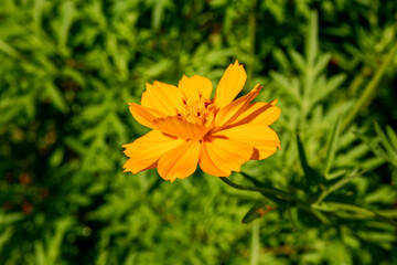 beautiful single yellow flower blossoms