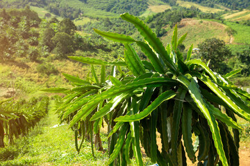 Dragon fruit tree  This is a cool fruit with many minerals that are beneficial for human health.