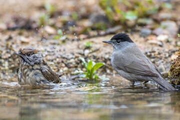 Mönchsgrasmücke (Sylvia atricapilla) Männchen