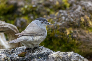 Mönchsgrasmücke (Sylvia atricapilla) Männchen
