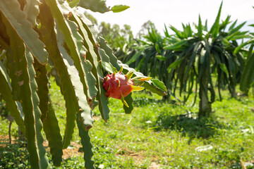 Dragon fruit tree  This is a cool fruit with many minerals that are beneficial for human health.