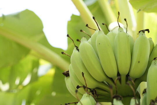 Junge Bananen an der Staude
