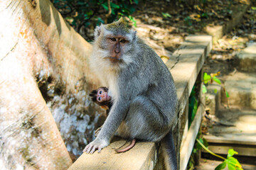 Beautiful baby monkey eating from mama, macaque, long-tailed monkey. Monkey Forest, Ubud, Bali, Indonesia