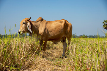 Brown cows standing in the rice field Thailand.